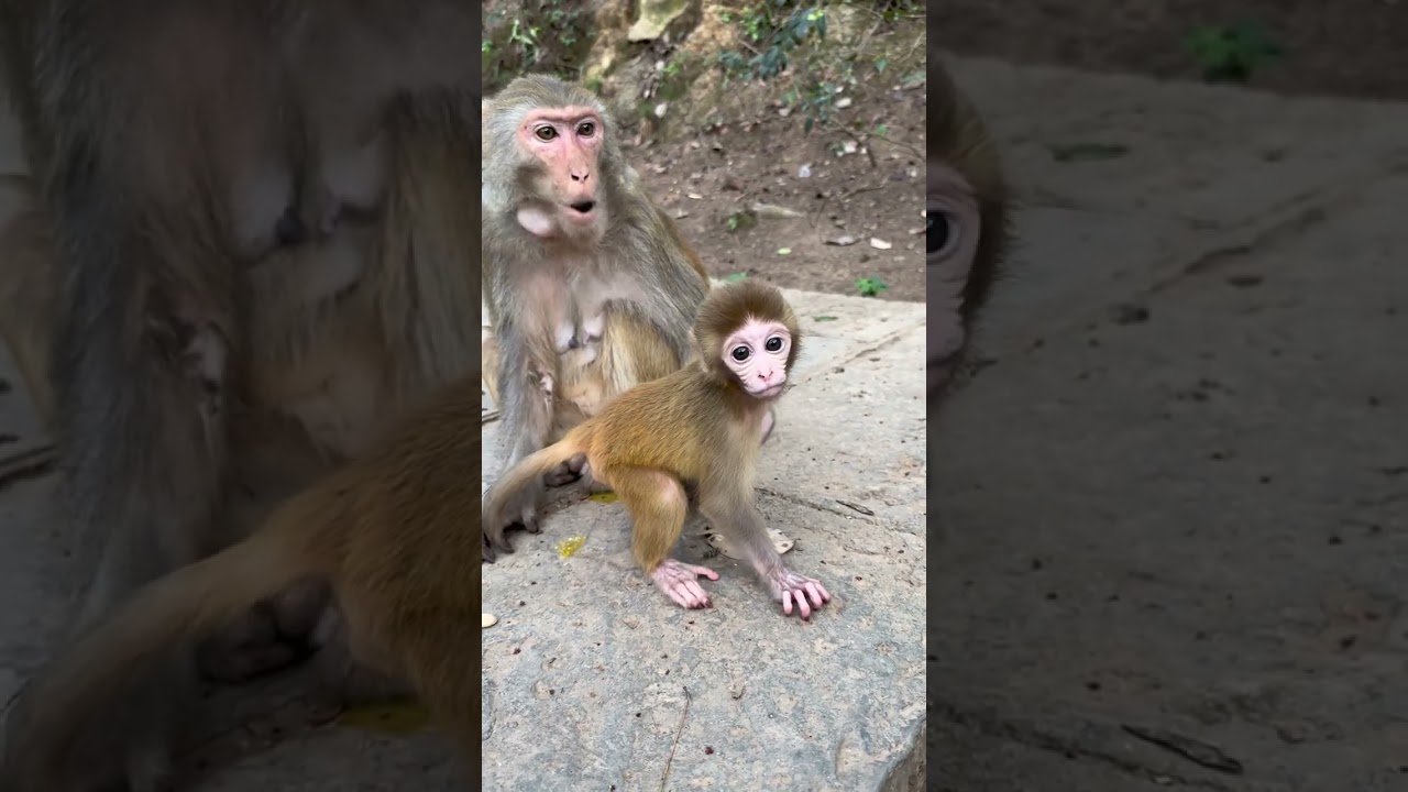 Funny monkey #133