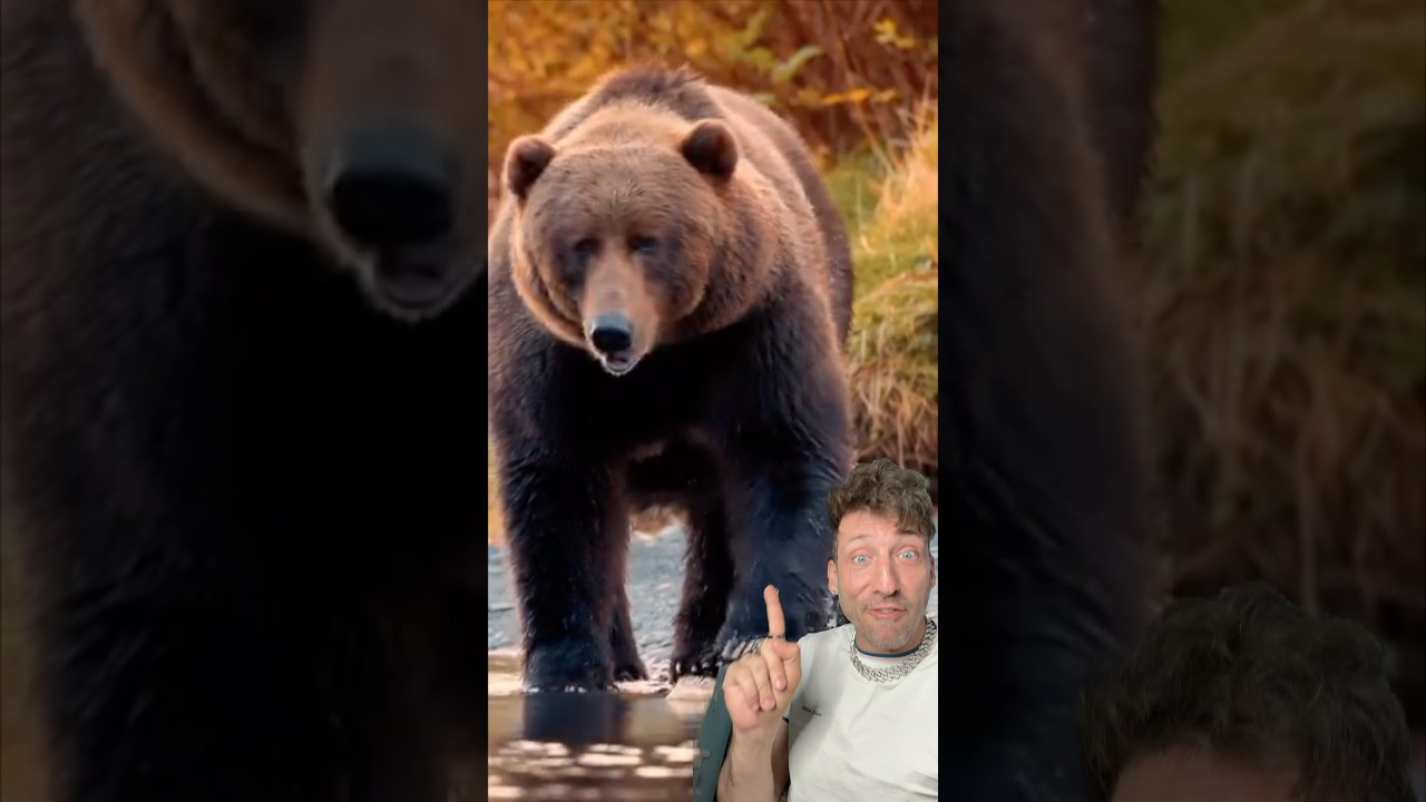 The Kodiak Bear is literally built different