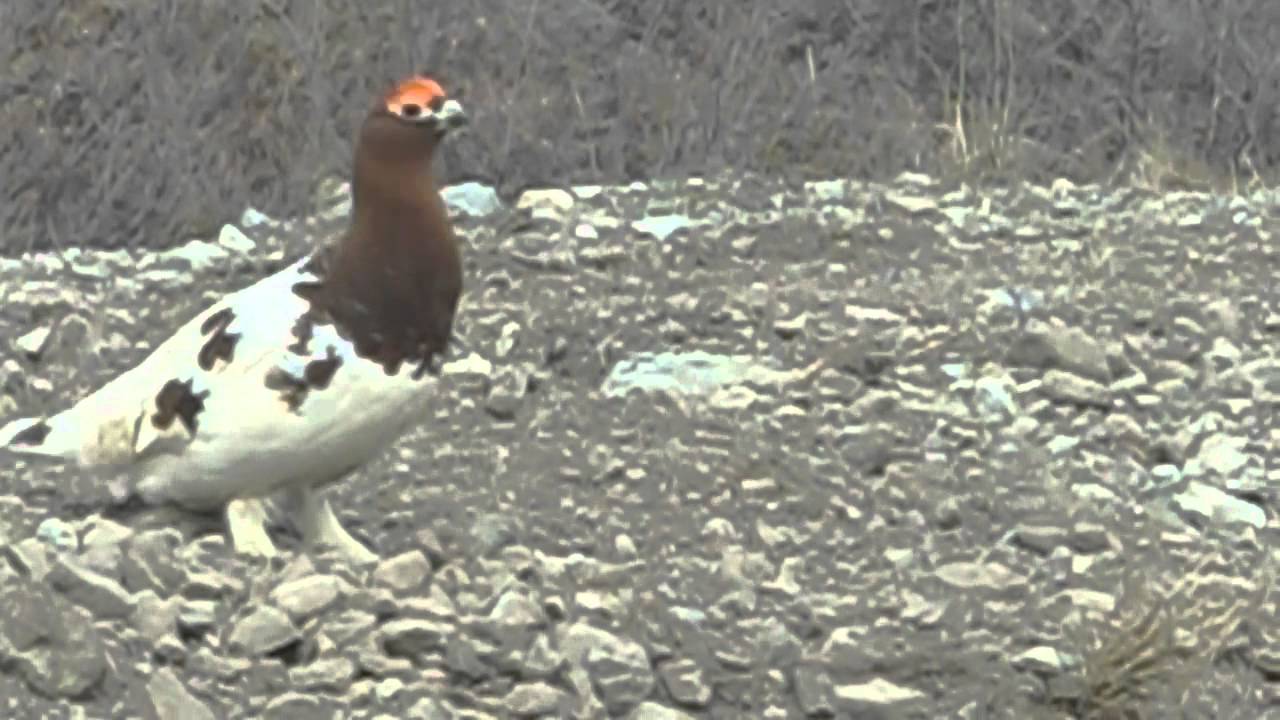 Ptarmigan Call