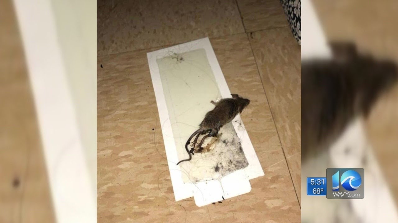 Mold, rodents and insects: Virginia Wesleyan students disgusted with issues in dorms