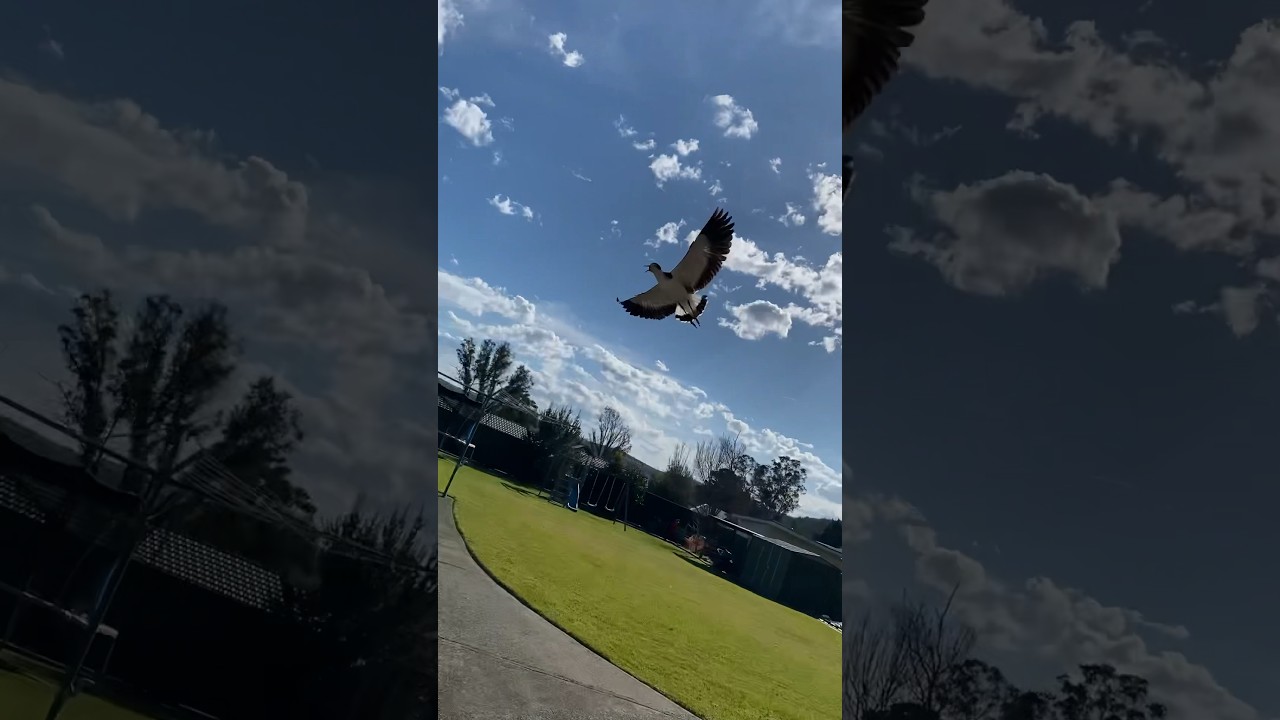When Plovers ATTACK!! 🦅