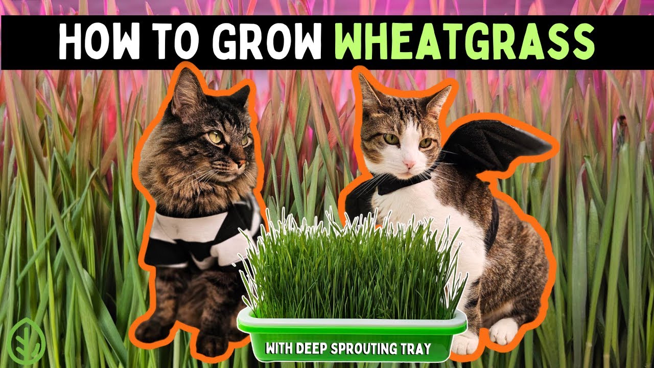 How to grow Wheatgrass (Cat Grass) at Home without Soil : Easy Guide