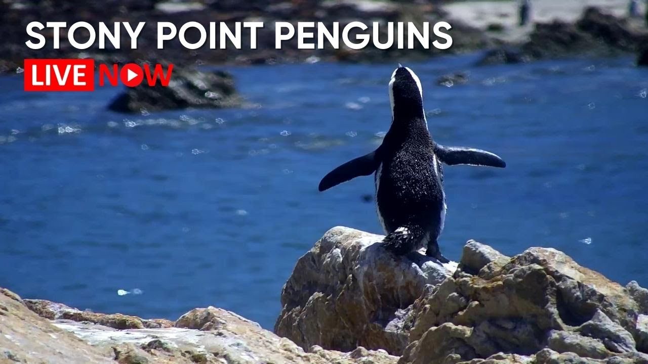 Stony Point Penguins | Wildlife Live Camera