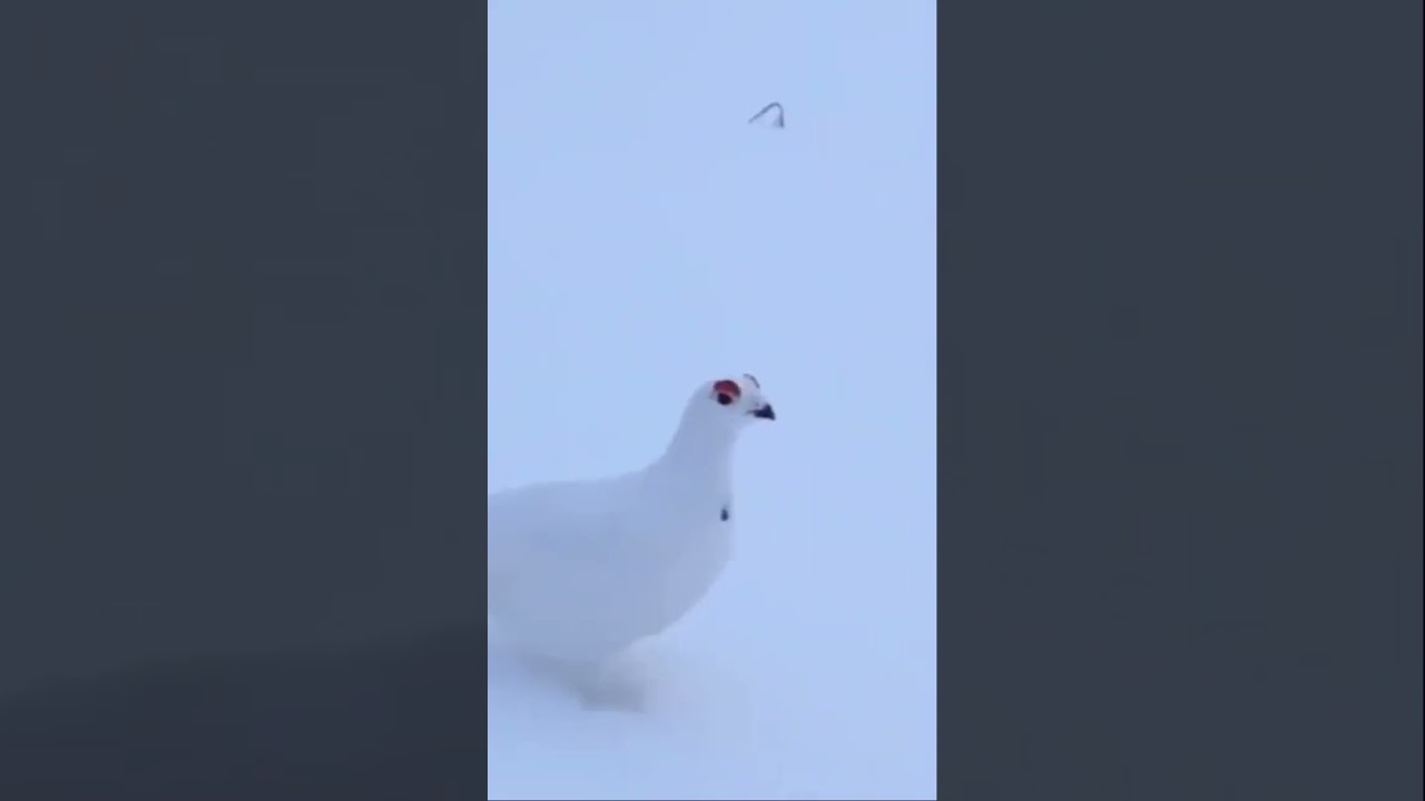 Rock Ptarmigan sounds a little like a #StarWars imperial surveillance probe. #bird #sound #droid 🐦