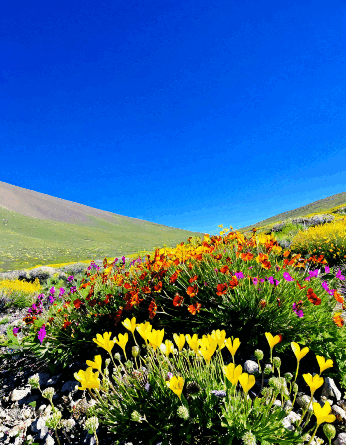 winnemucca